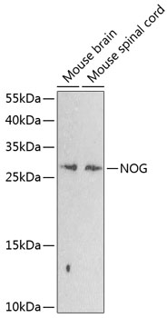 Anti-NOG Antibody
