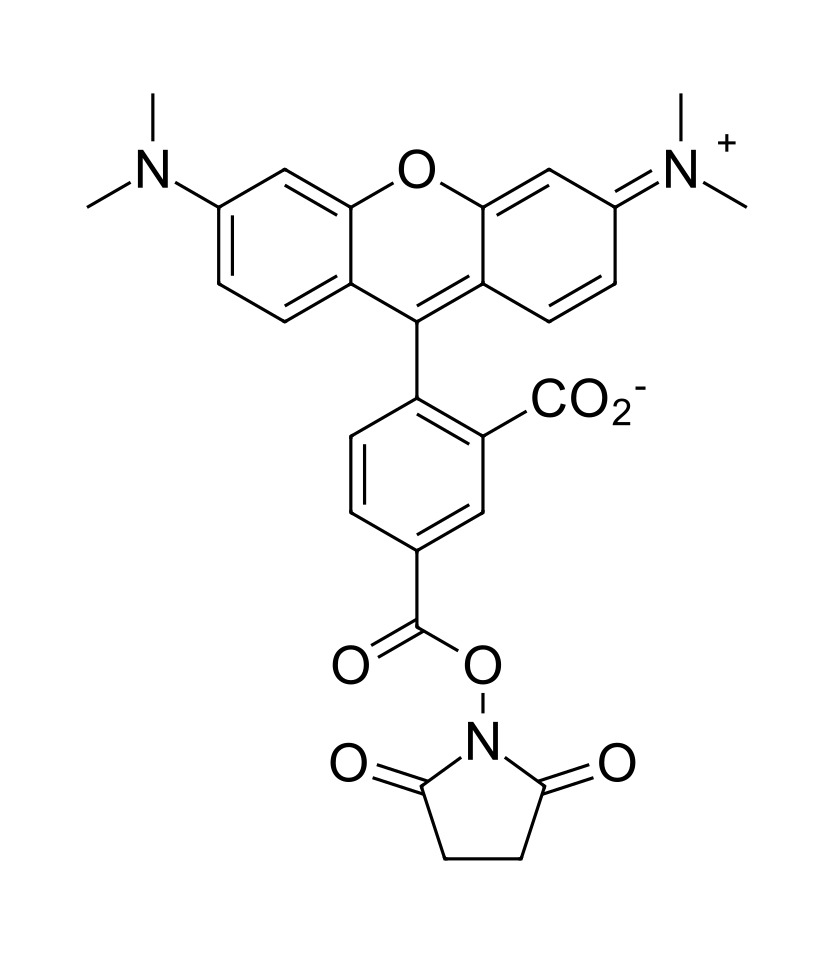 TAMRA NHS ester, 5-isomer