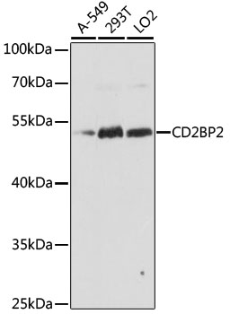 Anti-CD2BP2 Antibody
