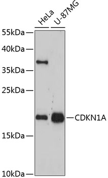 Anti-CDKN1A Antibody [Assigned #A11877]