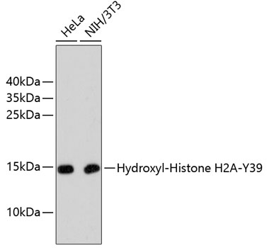 Anti-Hydroxyl-Histone H2A-Y39 Antibody [Assigned #A11009]