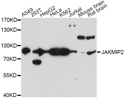 Anti-JAKMIP2 Antibody