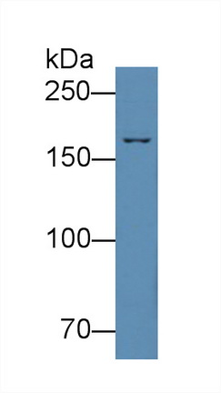 Western Blot; Sample: HepG2 cell lysate<br/>Primary Ab: 5μg/ml Rabbit Anti-Mouse C4 Antibody<br/>Second Ab: 0.2µg/mL HRP-Linked Caprine Anti-Rabbit IgG Polyclonal Antibody<br/>(Catalog: SAA544Rb19)