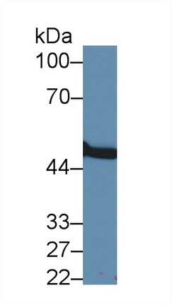 Western Blot; Sample: Rat Pancreas lysate; &lt;br/&gt;Primary Ab: 1.5µg/ml Rabbit Anti-Human MMP24 Antibody&lt;br/&gt;Second Ab: 0.2µg/mL HRP-Linked Caprine Anti-Rabbit IgG Polyclonal Antibody&lt;br/&gt;(Catalog: SAA544Rb19) Selected