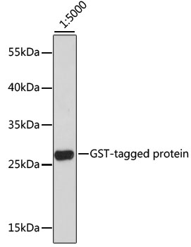 Anti-GST Tag Antibody