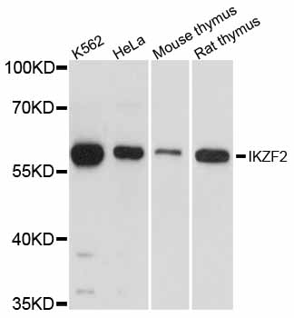 Anti-IKZF2 Antibody