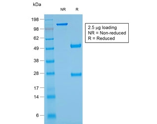 SDS-PAGE analysis of purified, BSA-free recombinant GYPA antibody (clone rGYPA/280) as confirmation of integrity and purity.