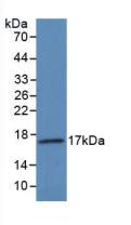 Western Blot; Sample: Recombinant VEGF145, Human.