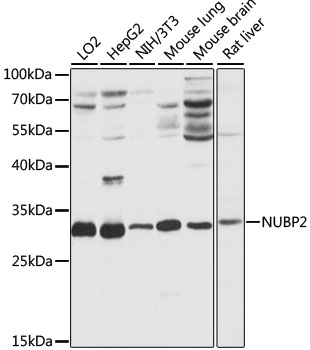 Anti-NUBP2 Antibody