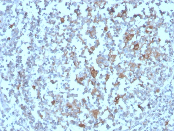 Anti-BAFF-R Antibody [BAFFR/1558]