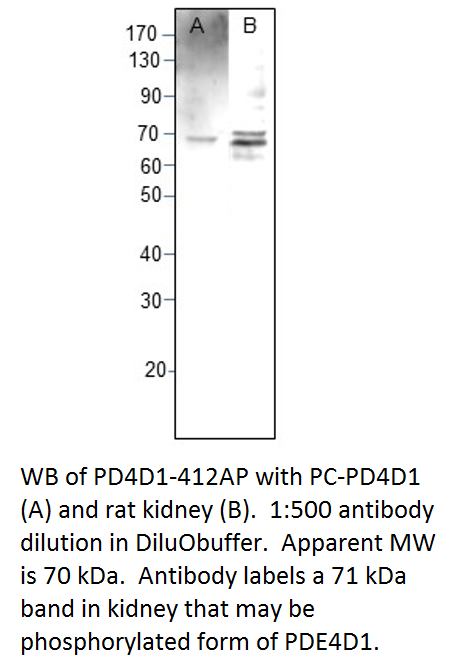 Anti-PDE4D1 Antibody