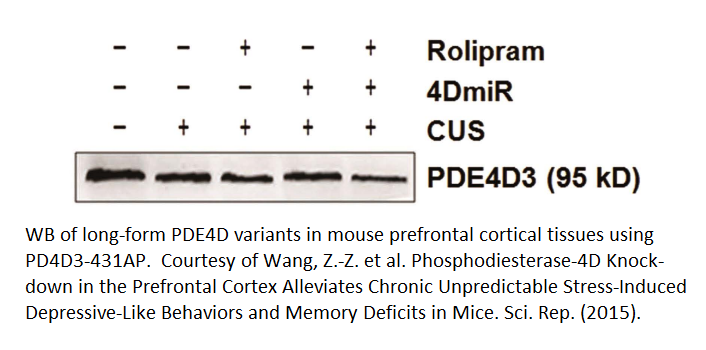 Anti-PDE4D3 Antibody