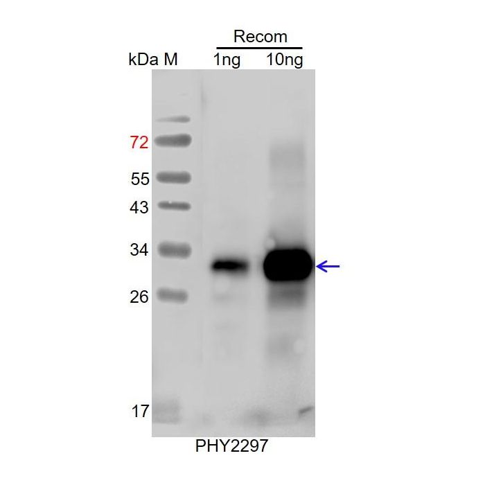 CO / Anti-Zinc Finger Protein CONSTANS Antibody