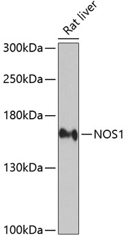Anti-NOS1 Antibody