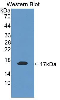 Western Blot; Sample: Recombinant protein.
