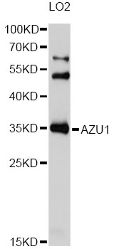 Anti-AZU1 Antibody