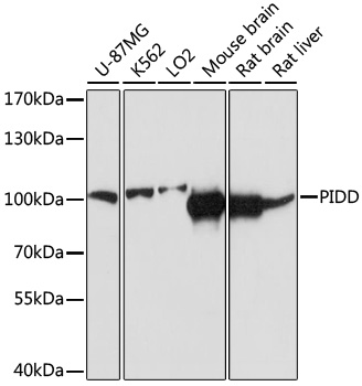 Anti-PIDD Antibody