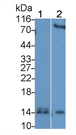 Western Blot; Sample: Lane1: Bovine Liver lysate; Lane2: Human Saliva<br/>Primary Ab: 1µg/ml Rabbit Anti-Bovine SAA Antibody<br/>Second Ab: 0.2µg/mL HRP-Linked Caprine Anti-Rabbit IgG Polyclonal Antibody<br/>(Catalog: SAA544Rb19)