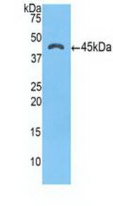 Western Blot; Sample: Recombinant a1ACT, Human.