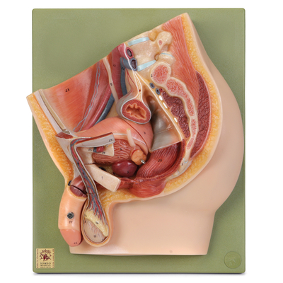 Somso Human Male Half Pelvis Model