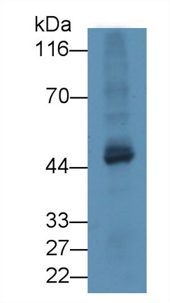 Western Blot; Sample: Mouse Testis lysate<br/>Primary Ab: 5µg/ml Rabbit Anti-Mouse TUBd Antibody<br/>Second Ab: 0.2µg/mL HRP-Linked Caprine Anti-Rabbit IgG Polyclonal Antibody<br/>(Catalog: SAA544Rb19)
