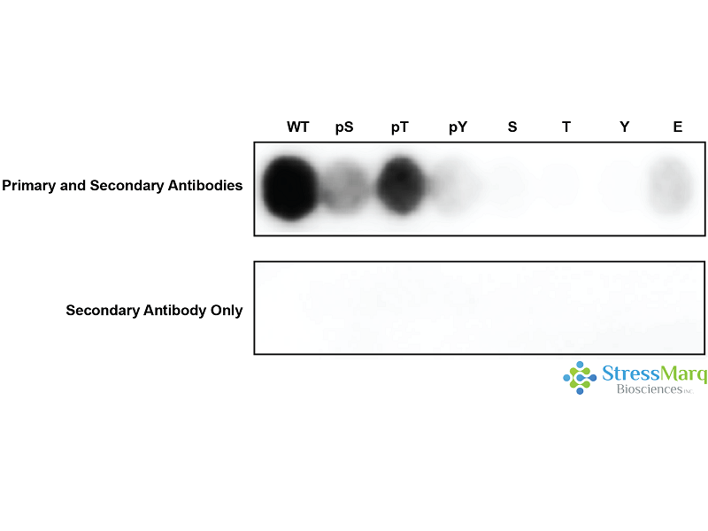 Chk2 Antibody (pThr68): FITC