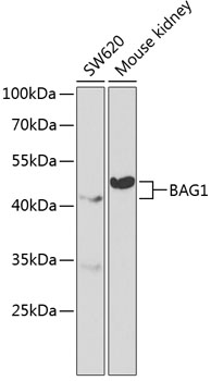 Anti-BAG1 Antibody