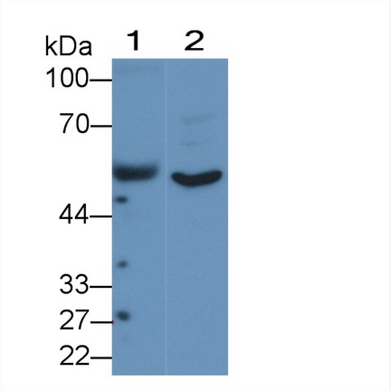 Western Blot; Sample: Lane1: Human Serum; Lane2: 293T cell lysate<br/>Primary Ab: 1µg/ml Rabbit Anti-Human ANGPTL1 Antibody<br/>Second Ab: 0.2µg/mL HRP-Linked Caprine Anti-Rabbit IgG Polyclonal Antibody<br/>(Catalog: SAA544Rb19)