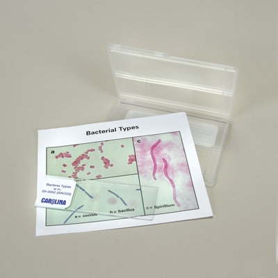 Discovering Bacteria Types Self-Study Unit, Microscope Slide Set