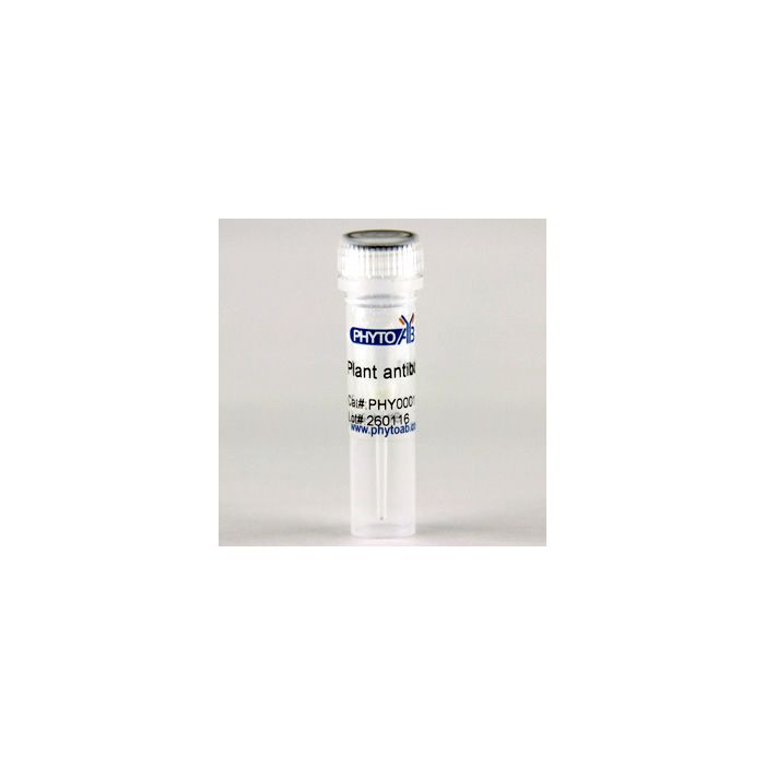 Os07g0679700 / Anti-Os07g0679700 Antibody
