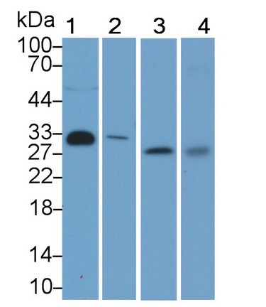 Western Blot; Sample: Lane1: Human Serum; Lane2: Porcine Skeletal muscle lysate; Lane3: Hela cell lysate; Lane4: HepG2 cell lysate Primary Ab: 2µg/ml Mouse Anti-Human ADP Antibody Second Ab: 0.2µg/mL HRP-Linked Caprine Anti-Mouse IgG Polyclonal Antibody (Catalog: SAA544Mu19)