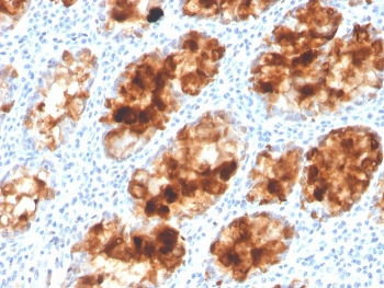 IHC staining of FFPE human colon with ITLN1 antibody. HIER: boil tissue sections in pH 9 10mM Tris with 1mM EDTA for 20 min and allow to cool before testing.