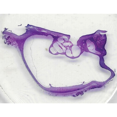 Mammal Cochlea, l.s., 7 µm, H&E, Microscope Slide