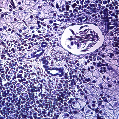 Mitochondria, Amphibian, section Microscope Slide