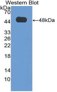 Western Blot; Sample: Recombinant protein.