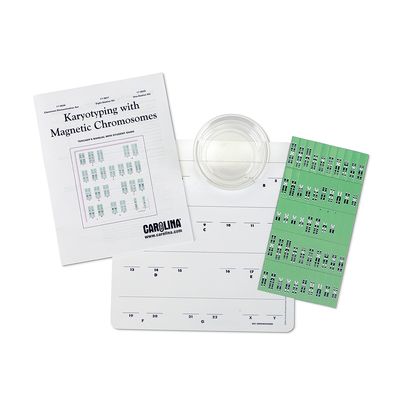 Karyotyping with Magnetic Chromosomes 1-Station Kit