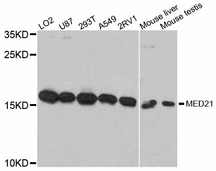 Anti-MED21 Antibody