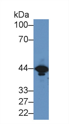 Western Blot; Sample: Mouse Brain lysate; ;Primary Ab: 2µg/ml Rabbit Anti-Mouse CKM Antibody;Second Ab: 0.2µg/mL HRP-Linked Caprine Anti-Rabbit IgG Polyclonal Antibody;