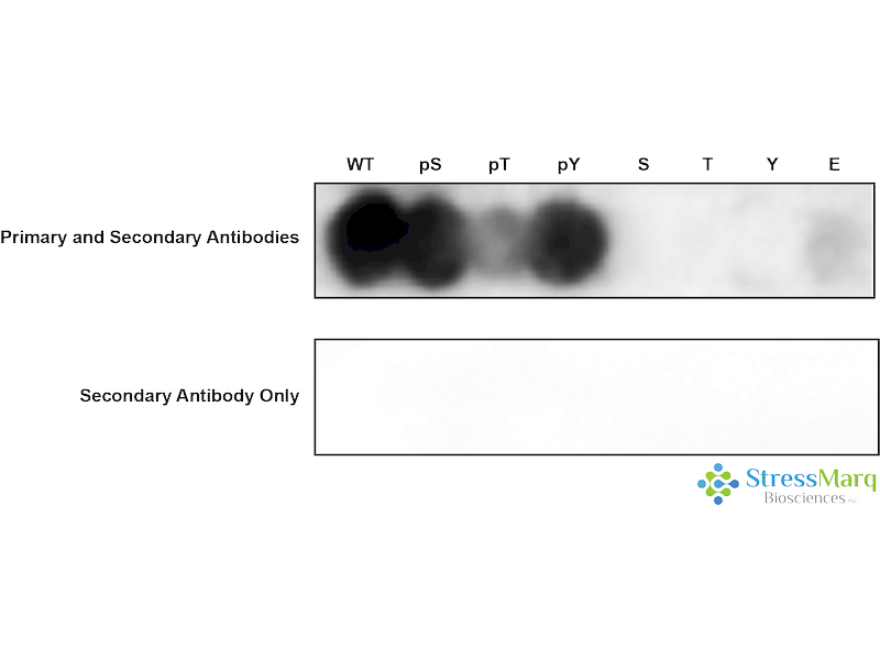 MEK3 Antibody (pSer218): ATTO 488