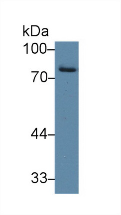Western Blot; Sample: Human Placenta lysate; <br/>Primary Ab: 2µg/ml Rabbit Anti-Human IDS Antibody<br/>Second Ab: 0.2µg/mL HRP-Linked Caprine Anti-Rabbit IgG Polyclonal Antibody<br/>(Catalog: SAA544Rb19)