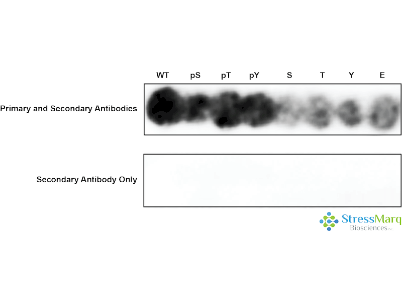 MAK Antibody (pThr157): FITC