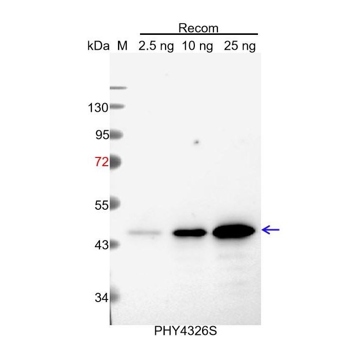 VPE1 / Anti-Vacuolar-Processing Enzyme Beta-Isozyme 1 Antibody