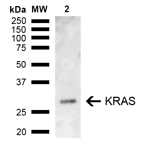 KRAS Antibody: Alkaline Phosphatase