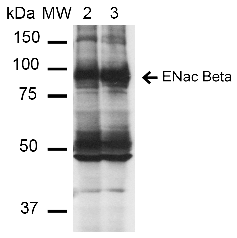 ENaC beta Antibody, Clone 16E4: ATTO 390