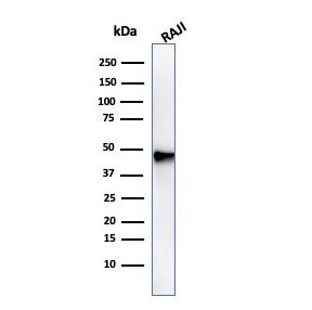 Western blot testing of human Raji cell lysate with PAX5 antibody. Expected molecular weight ~42 kDa.