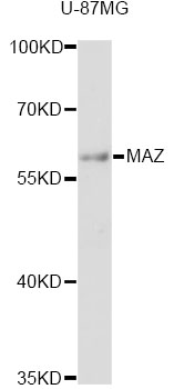Anti-MAZ Antibody