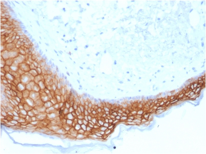 Anti-TROP2 Antibody [TACSTD2/2153]