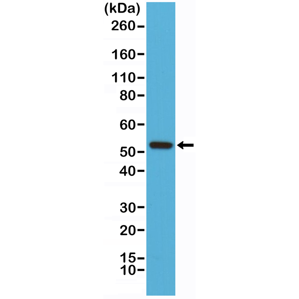 Anti-Cyclin B1 Antibody [RM281]