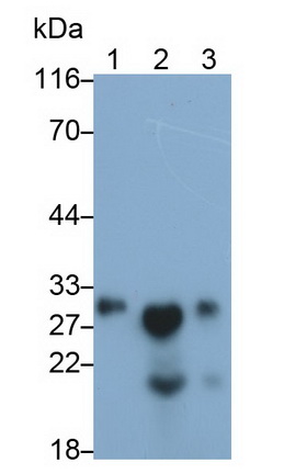 Western Blot; Sample: Lane1: Rat Spinal cord lysate; Lane2: Mouse Spinal cord lysate; Lane3: Porcine Spinal cord lysate<br/>Primary Ab: 0.002µg/ml Rabbit Anti-Human MPZ Antibody<br/>Second Ab: 0.2µg/mL HRP-Linked Caprine Anti-Rabbit IgG Polyclonal Antibody<br/>(Catalog: SAA544Rb19)