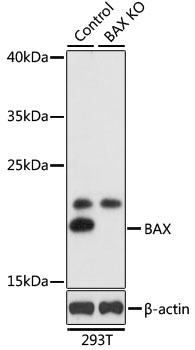 Anti-BAX Antibody